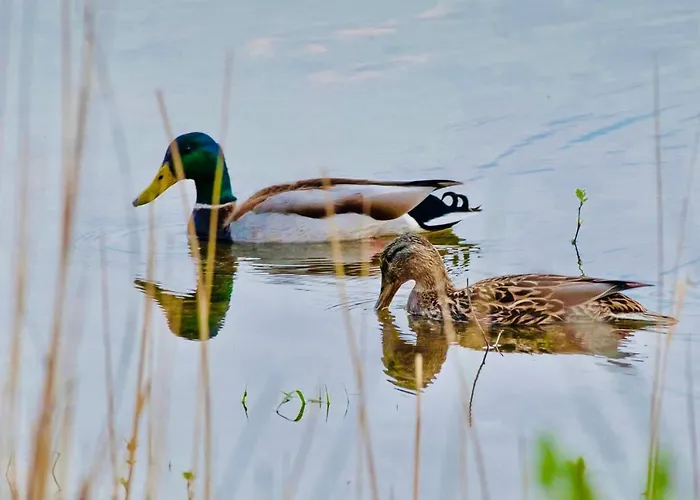 Holiday home Toparti Kucko *