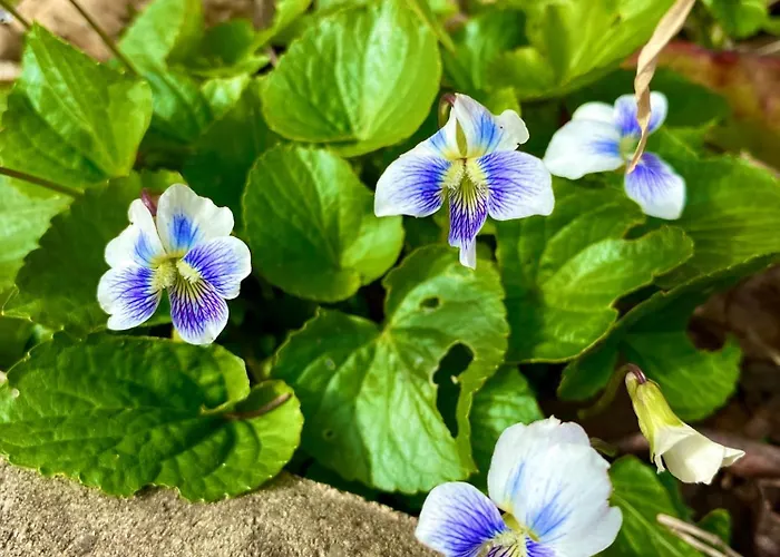 Holiday home Toparti Kucko *